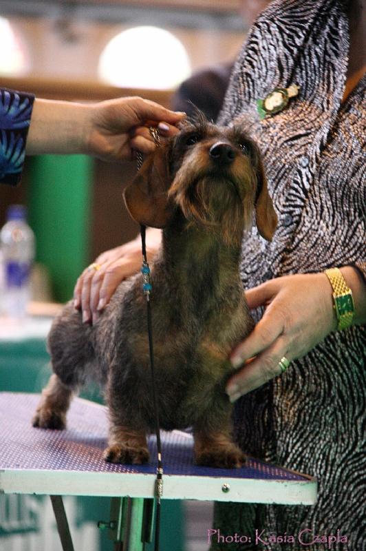 Crufts2011_2 1315.jpg